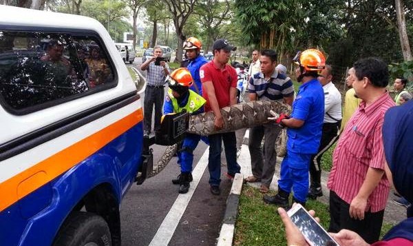 Giant Python swallows deer at UTM
